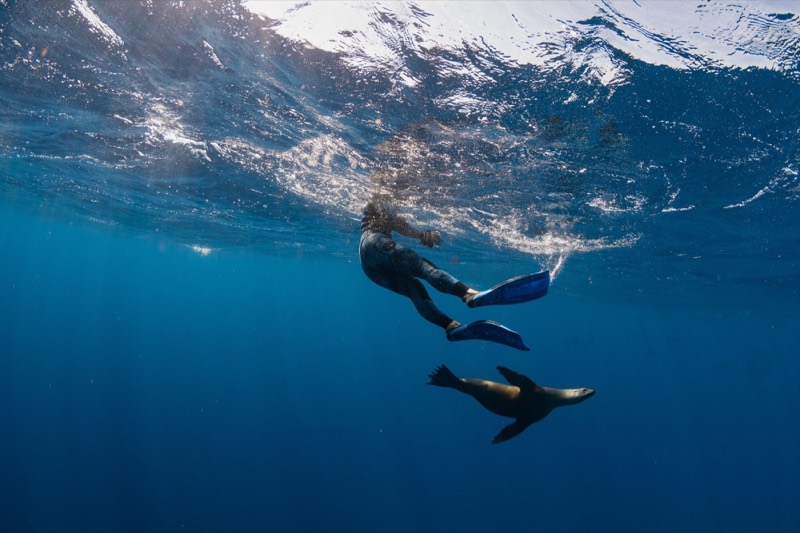 Swimmer in open water alongside a sea lion