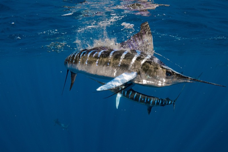 Striped marlin hunting during the Sardine Run